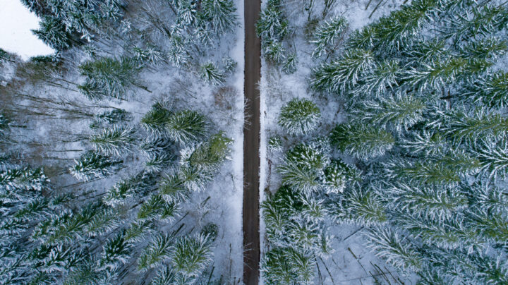 vinter-vit-skog-scaled.jpg